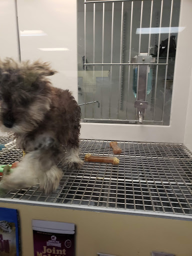 Pet Store «Petland Las Vegas», reviews and photos, 8800 W Charleston Blvd #3, Las Vegas, NV 89145, USA