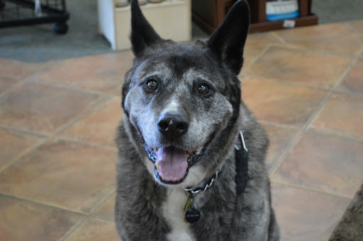 Pet Supply Store «The Natural Pet Enrichment Center», reviews and photos, 6720 Royalton Rd, North Royalton, OH 44133, USA