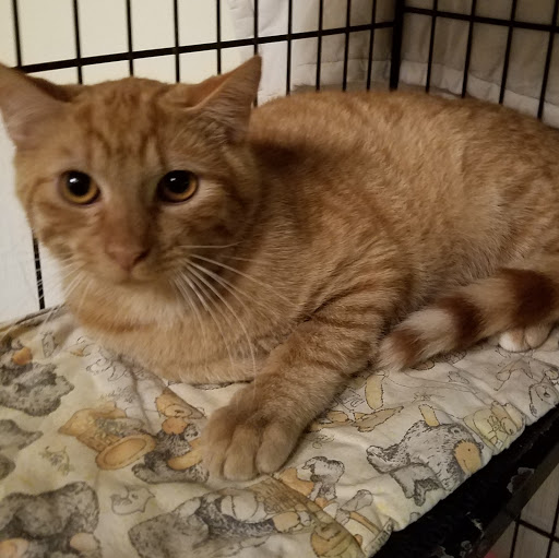 Thrift Store «West Plains Regional Animal Shelter», reviews and photos, 1438 State Rte BB, West Plains, MO 65775, USA