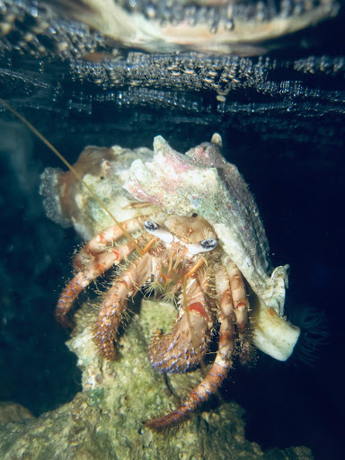 Exotic Sealife International Inc