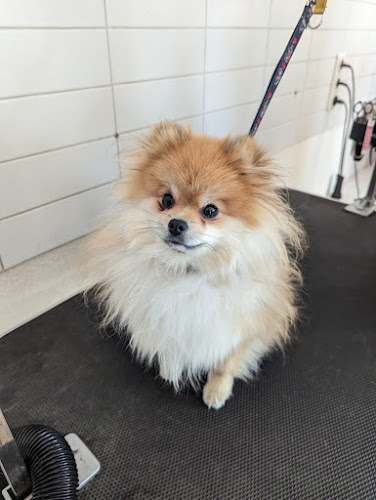 Foto von Hundesalon Maja&Dogs