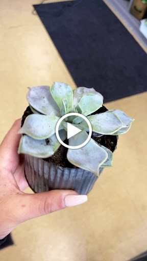 Florist «Design Works Flowers», reviews and photos, 624 N Main St, Rochester, MI 48307, USA