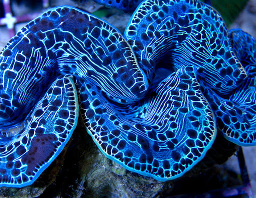 Pet Supply Store «Reef Plus», reviews and photos, 935 Oak St, North Aurora, IL 60542, USA