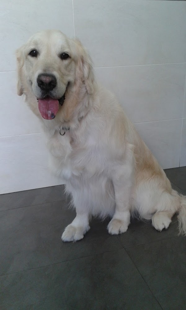 Imagen de Clínica Veterinaria en Rocafort CENTERVET (19 de 20)