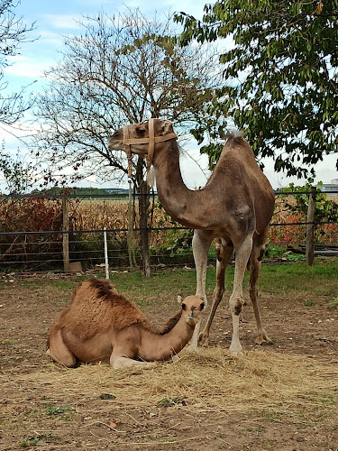 Le Clos Camelin à Villiers-au-Bouin