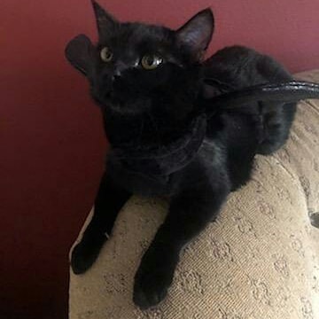 Animal Medical Center of Corona image