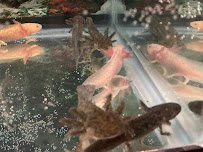Ideal Axolotl - Photo 5 - Car repair in Fort Worth, TX, Fort Worth