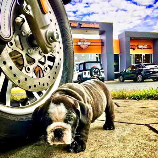 Harley-Davidson Dealer «Old Dominion Harley-Davidson», reviews and photos, 5224 Jefferson Davis Hwy, Fredericksburg, VA 22408, USA