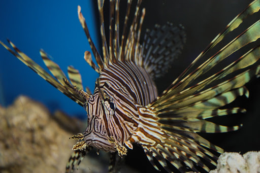 Tropical Fish Store «Manhattan Aquariums», reviews and photos, 522 W 37th St, New York, NY 10018, USA