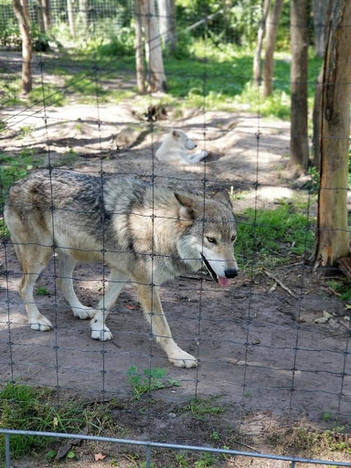 Zoo «Trowbridge Creek Zoo», reviews and photos, 50622 Co Rd 17, Vergas, MN 56587, USA