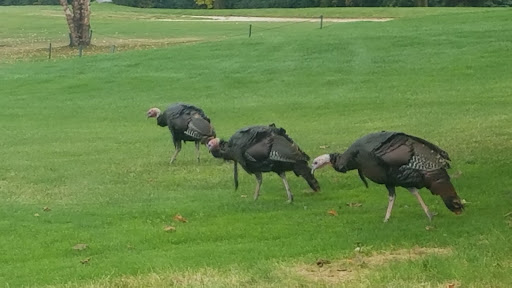 Golf Course «Delbrook Golf Course», reviews and photos, 700 S 2nd St, Delavan, WI 53115, USA