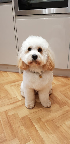 Comments and reviews of Allsorts Dog Grooming