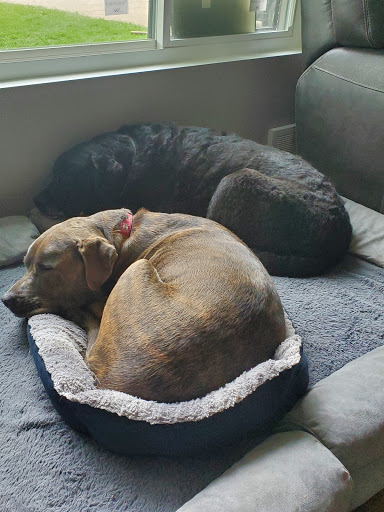 Pet Supply Store «Petco Animal Supplies», reviews and photos, 1311 E Army Post Rd, Des Moines, IA 50315, USA