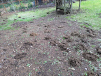 Critter Control - Photo 9 - Car repair in , Olympia