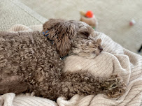 Pet Supplies Plus Kalamazoo - Photo 7 - Car repair in Kalamazoo, MI, Kalamazoo