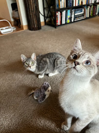 KittyKat Cat Care LLC - Photo 9 - Car repair in Bellevue, WA, Bellevue