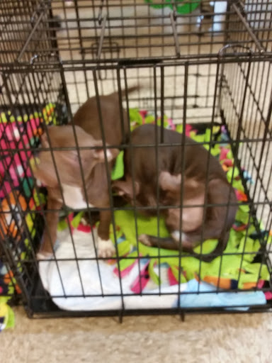 Pet Supply Store «PetSmart», reviews and photos, 6348 Foothill Blvd, Tujunga, CA 91042, USA