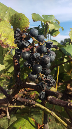 Winery «Persimmon Ridge Winery», reviews and photos, 7272 Sheppard Dr, Barnhart, MO 63012, USA