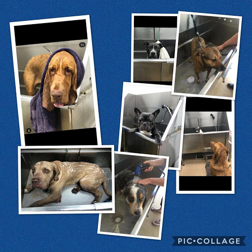 Pet Store «Pet Planet Ridgeview», reviews and photos, 2910 N Power Rd #103, Mesa, AZ 85215, USA