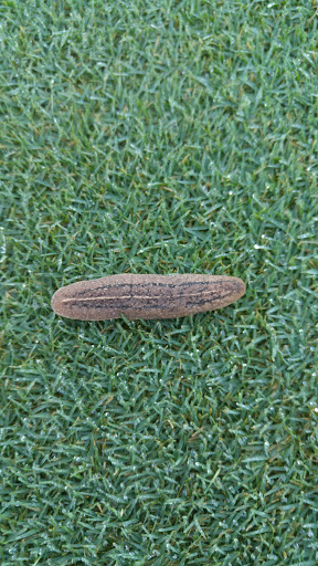 Private Golf Course «Adios Golf Course», reviews and photos, 7740 NW 39th Ave, Coconut Creek, FL 33073, USA