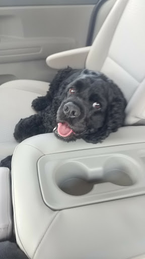 Used Car Dealer «CarSense», reviews and photos, 301 Park Manor Dr, Pittsburgh, PA 15205, USA