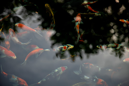 Pond Fish Supplier «The Funky Koi. Pet, Pond, Water Garden, Equine and Farm Supplies», reviews and photos, 41 Porter St, Berkley, MA 02779, USA
