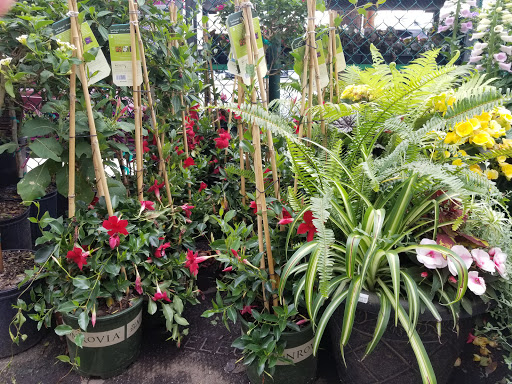 Garden Center «Westminster Nursery & Florist», reviews and photos, 30 Westminster Rd, West Hempstead, NY 11552, USA