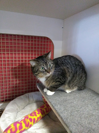 Pet Supply Store «Petco Animal Supplies», reviews and photos, 2515 W Mason St, Green Bay, WI 54303, USA