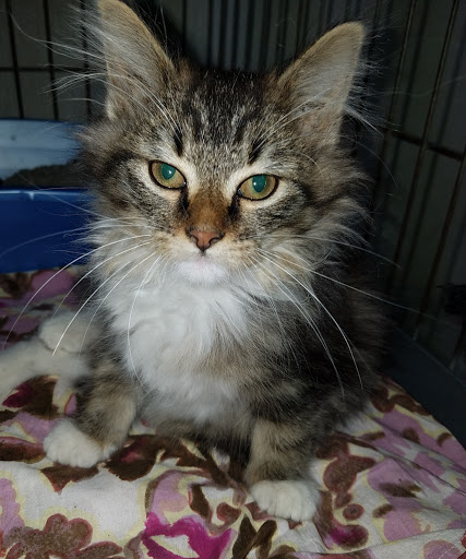 West Plains Regional Animal Shelter, 1438 State Rte BB, West Plains, MO 65775, USA, 