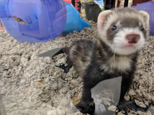 Pet Supply Store «Petco Animal Supplies», reviews and photos, 16095 W Bluemound Rd, Brookfield, WI 53005, USA