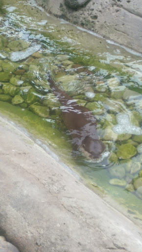 Zoo «Animal World & Snake Farm Zoo», reviews and photos, 5640 Interstate 35 Frontage Rd, New Braunfels, TX 78132, USA