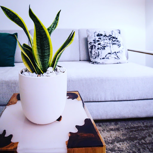 Wholesale Florist «Urban Jungle», reviews and photos, 2603 Sherman Ave NW, Washington, DC 20001, USA