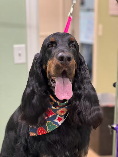 Pet Groomer «Doggie Style Bowtique», reviews and photos, 1713 Westport Rd, Kansas City, MO 64111, USA