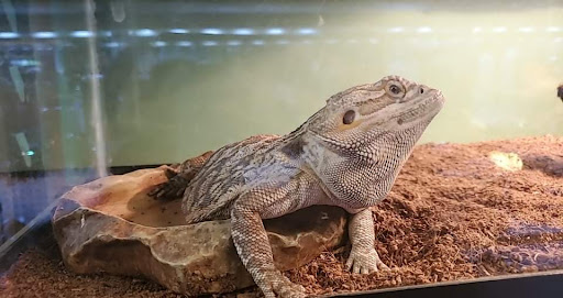 Pet Store «Animal Island Pet Shop», reviews and photos, 14411 S Cicero Ave, Midlothian, IL 60445, USA