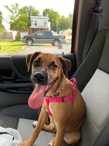 Pet Store «Abrams and Weakley General Store for Animals», reviews and photos, 3963 N 6th St, Harrisburg, PA 17110, USA