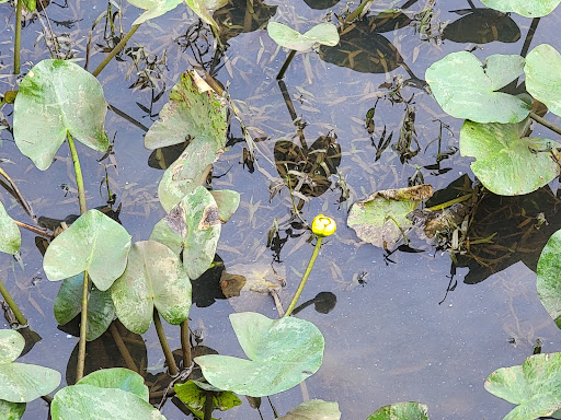 Park «Government Island», reviews and photos, 191 Coal Landing Road, Stafford, VA 22554, USA