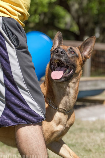 Tampa Bay K-9 Solutions