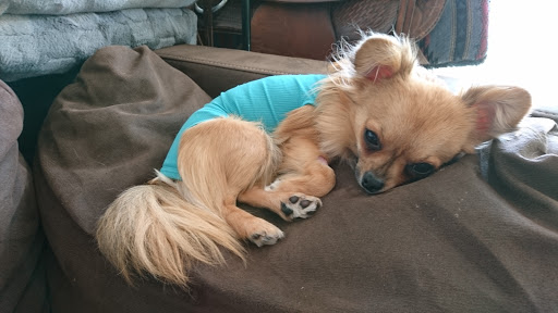 Tierarztpraxis Dr. Angela Breith unter Unterföhring, Bayern