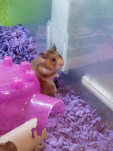 Pet Supply Store «PetSmart», reviews and photos, 5200 W Main St, Kalamazoo, MI 49009, USA