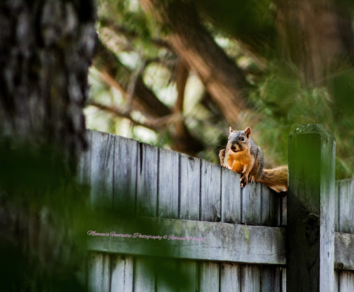 Pet Groomer «Fairview Pet Center», reviews and photos, 1451 S M 52, Owosso, MI 48867, USA