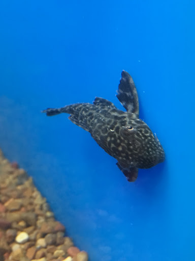 Pet Supply Store «PetSmart», reviews and photos, 450 Fairview Ave, Hudson, NY 12534, USA