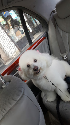 Pet Store «Doggy Dog World Inc», reviews and photos, 2552 Coney Island Ave, Brooklyn, NY 11223, USA