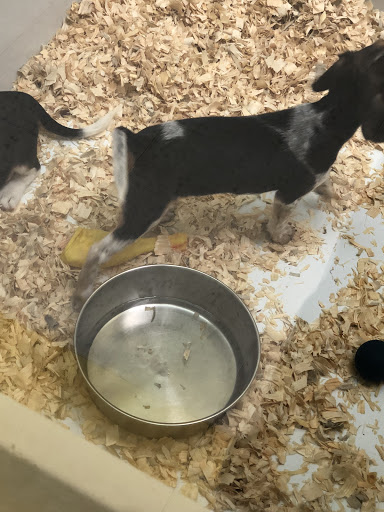 Pet Store «Yuppy Puppy Pet Shop», reviews and photos, 292 Frantz Rd, Stroudsburg, PA 18360, USA