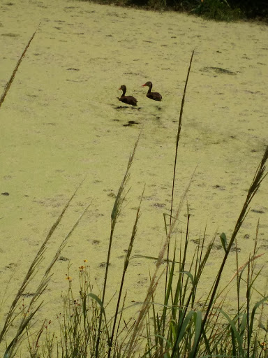 Park «Hugh Ramsey Nature Park», reviews and photos, 1000 TX-499 Loop, Harlingen, TX 78550, USA