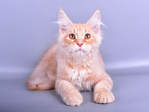 Pet Supply Store «Pet Supermarket», reviews and photos, 3201 Macon Rd #163, Columbus, GA 31906, USA