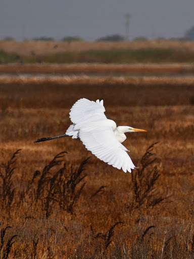 Nature Preserve «Cosumnes River Preserve», reviews and photos, 13501 Franklin Blvd, Galt, CA 95632, USA