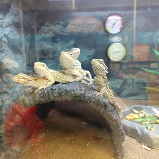 Pet Supply Store «Petco Animal Supplies», reviews and photos, 1350 S Ironton St #120, Aurora, CO 80012, USA