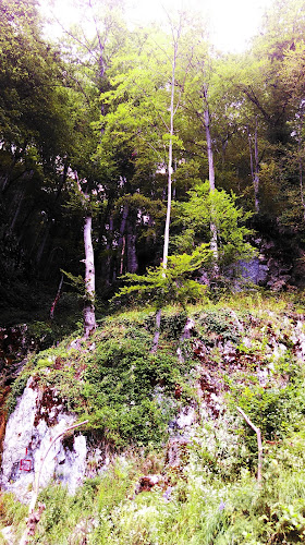 Miva Foto SRL - Balotești