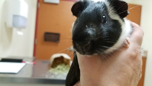 Pet Supply Store «Petco Animal Supplies», reviews and photos, 6 Halfmoon Crossing, Clifton Park, NY 12065, USA