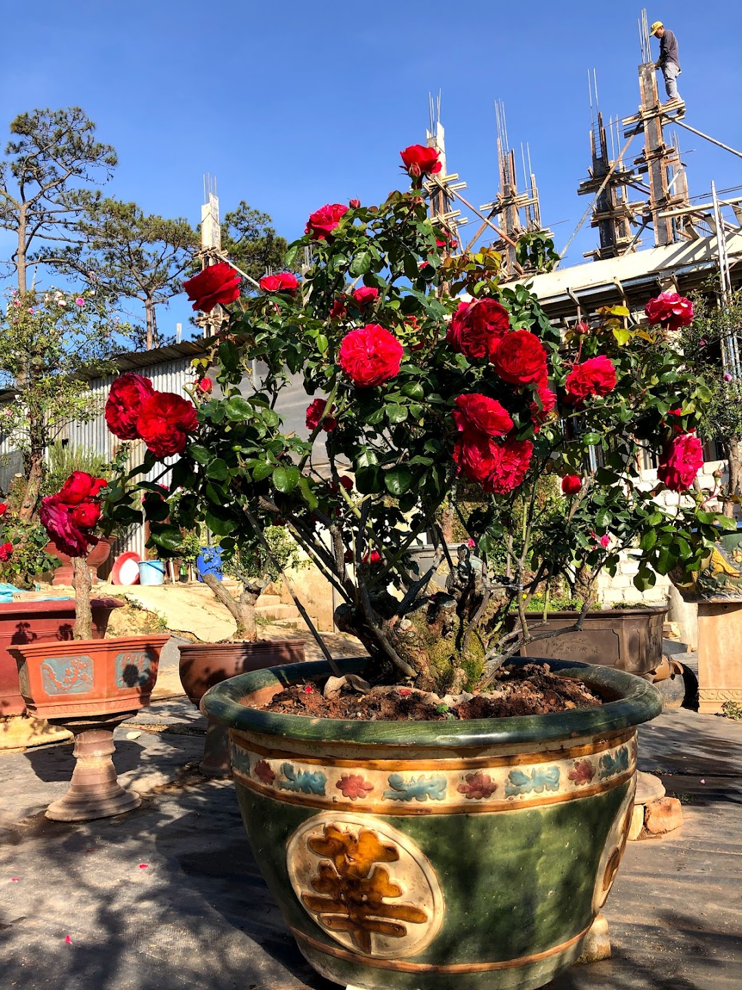 Dalat Rose Garden